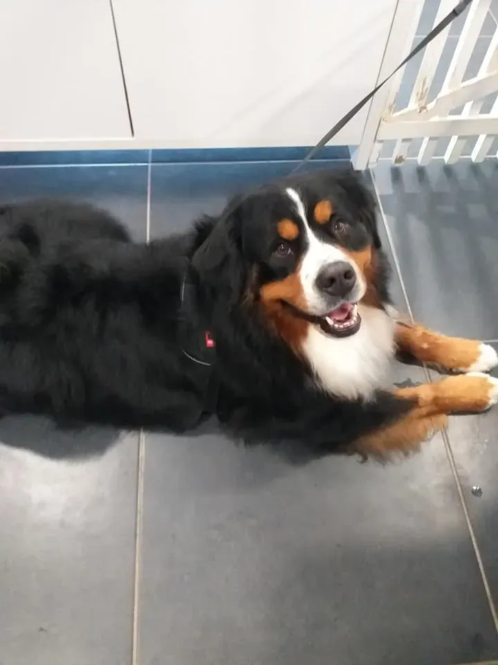Brossage et démêlage chien et chat à Soisy-sur-Seine