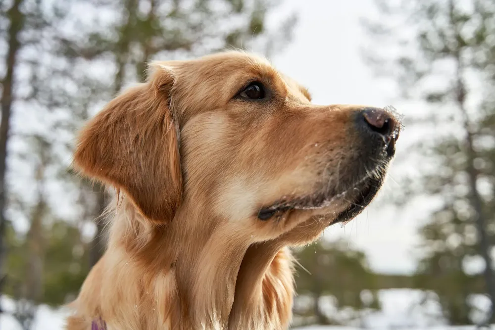 chien (2)