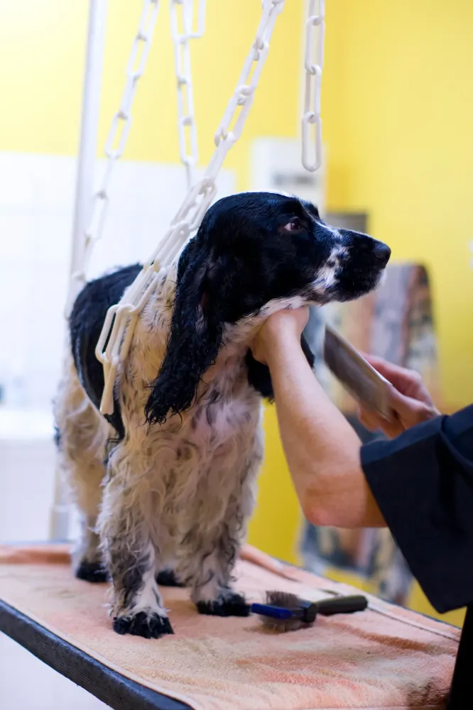 Toilettage chien et chat à Soisy-sur-Seine