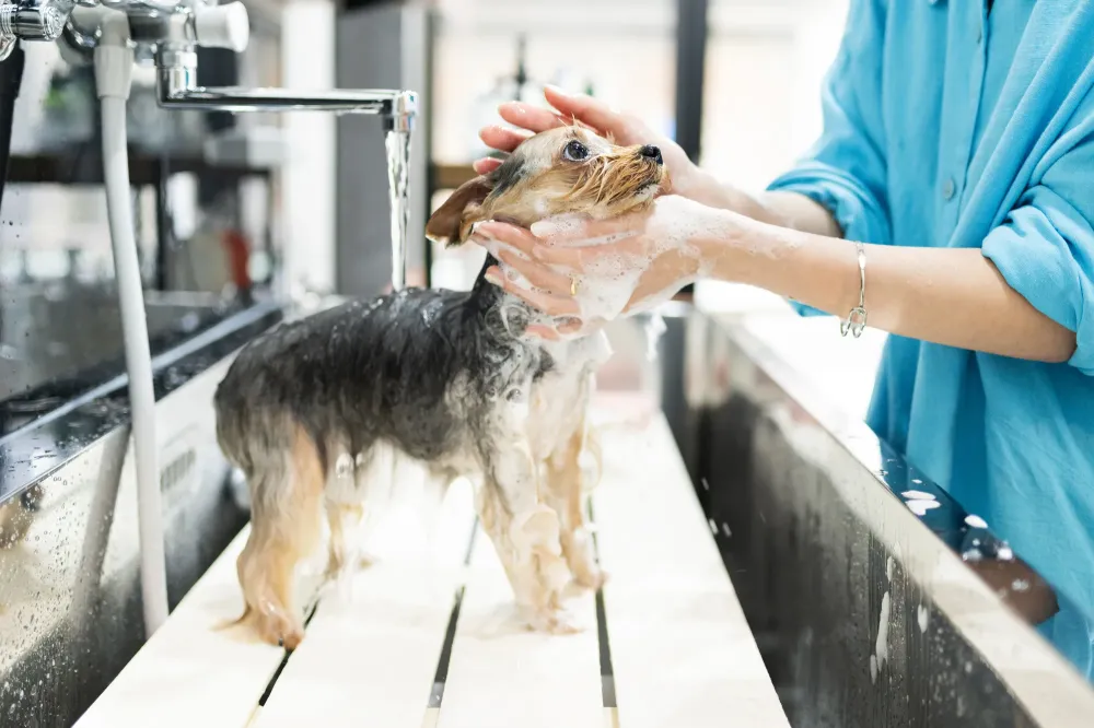 Bain et grooming chien et chat à Soisy-sur-Seine