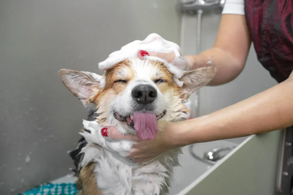 Toilettage canin (2)